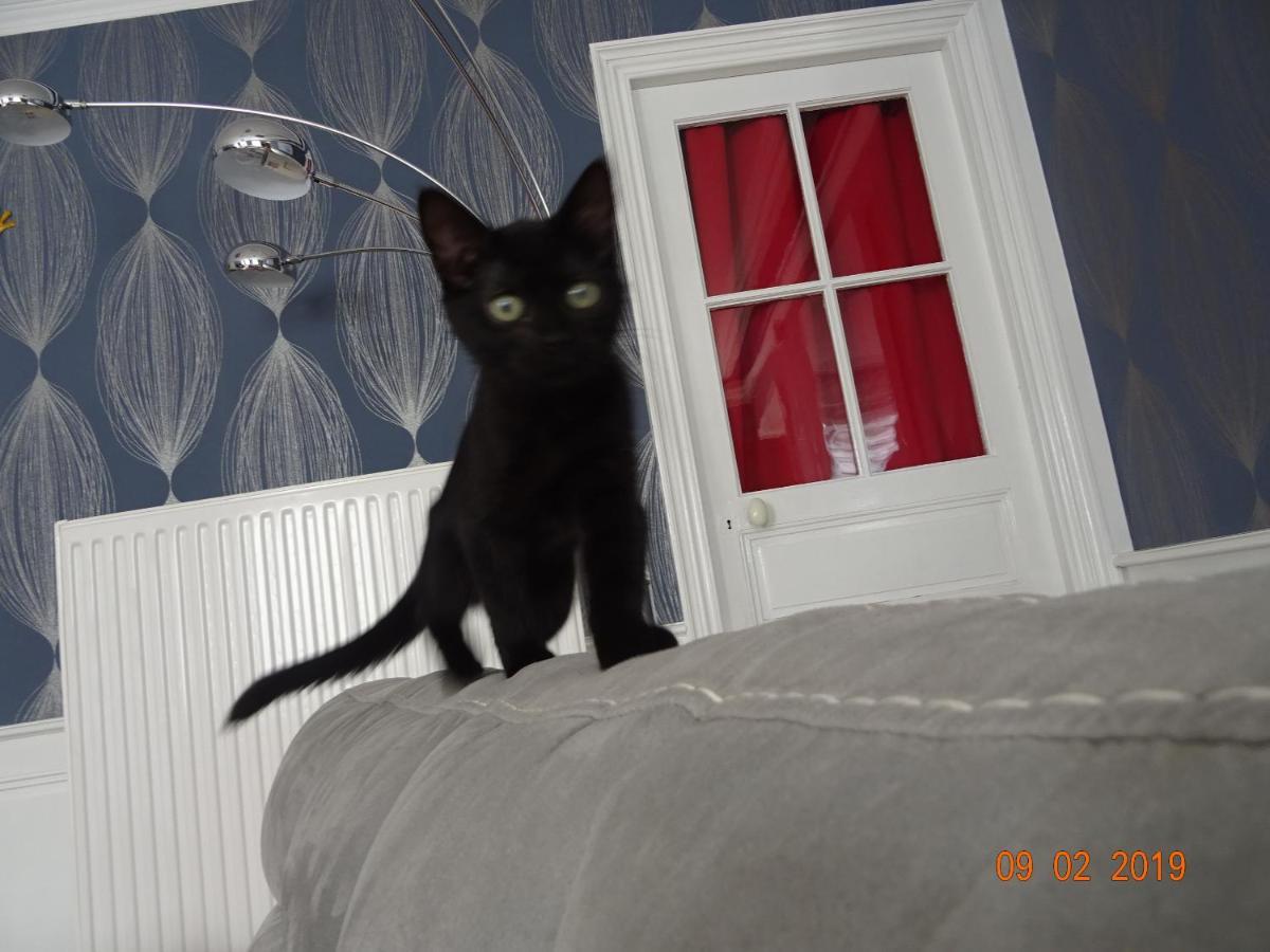 Formigny La Ferme Aux Chats מראה חיצוני תמונה